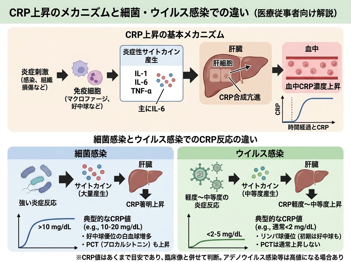 CRP上昇のメカニズムと細菌・ウイルス感染での違い
