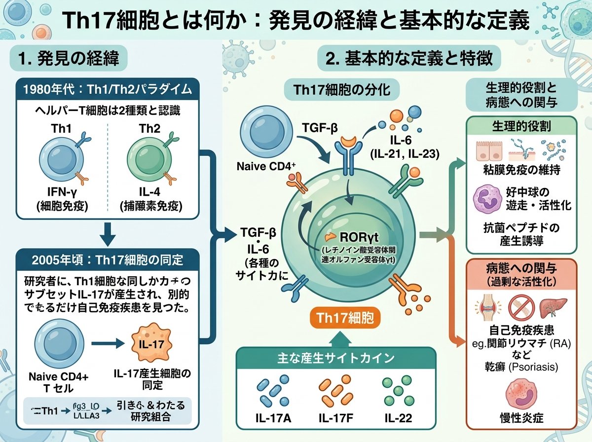 Th17細胞とは何か：発見の経緯と基本的な定義