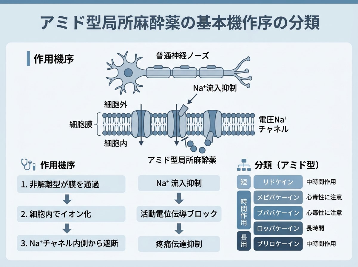 アミド型局所麻酔薬の基本的な作用機序と分類