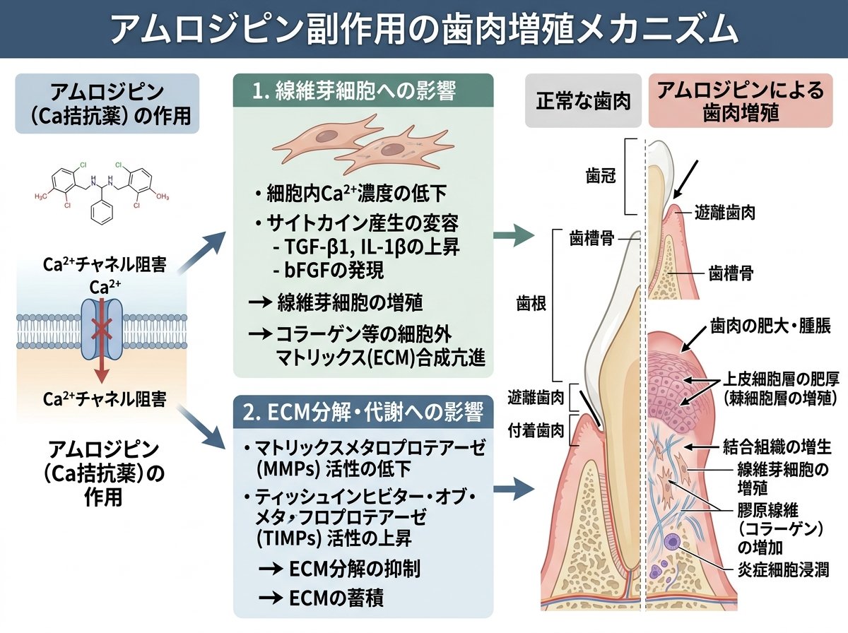 アムロジピン副作用の歯肉増殖メカニズム