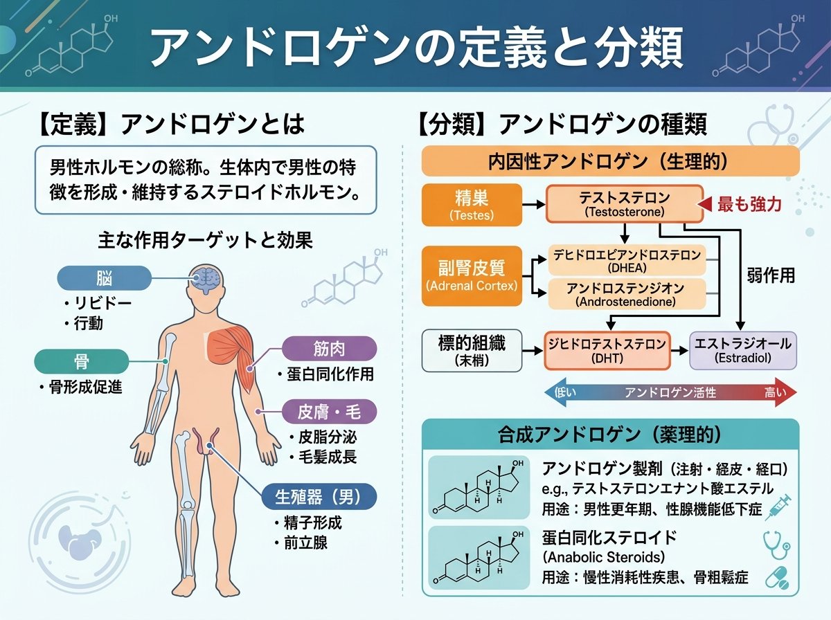 アンドロゲンの定義と分類