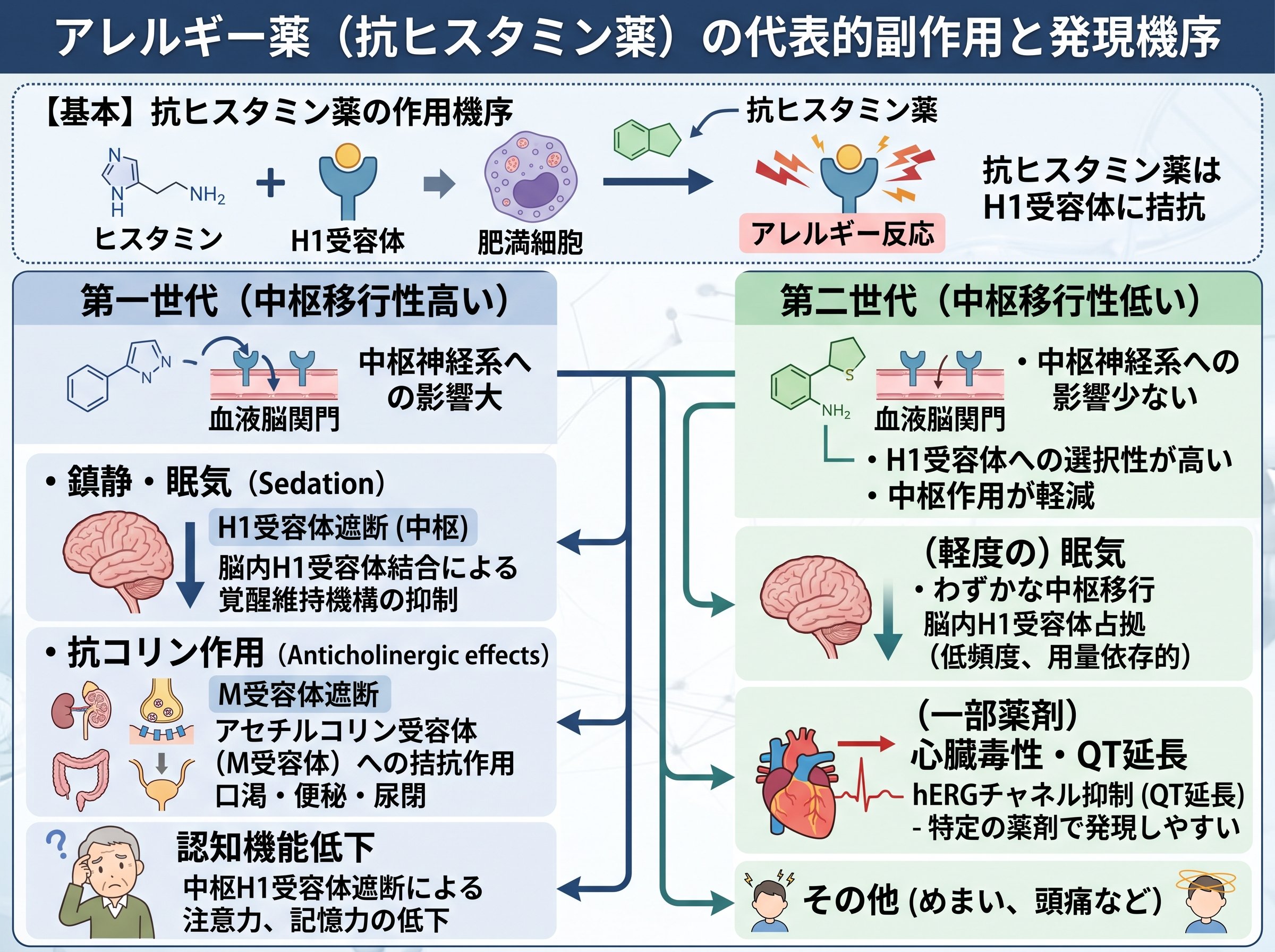 アレルギー薬の代表的副作用と発現機序