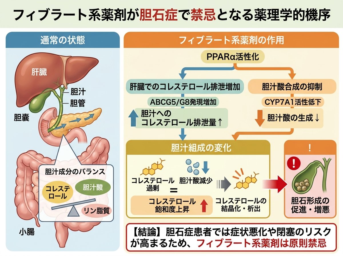 フィブラート系薬剤が胆石症で禁忌となる薬理学的機序