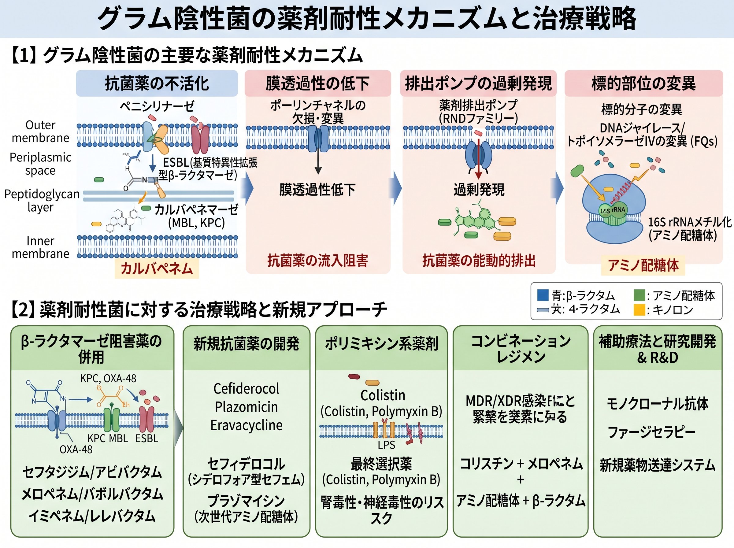 グラム陰性菌の薬剤耐性メカニズムと治療戦略