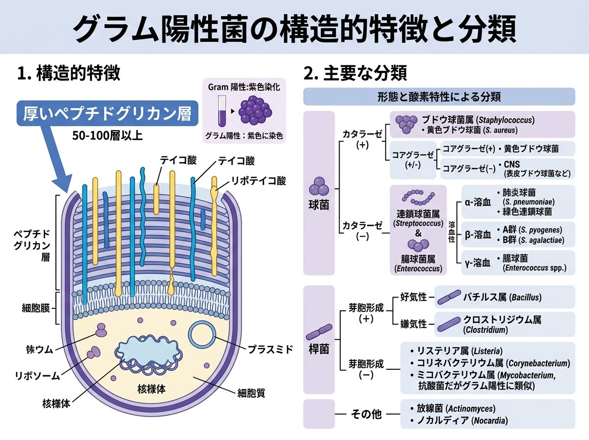 グラム陽性菌の構造的特徴と分類