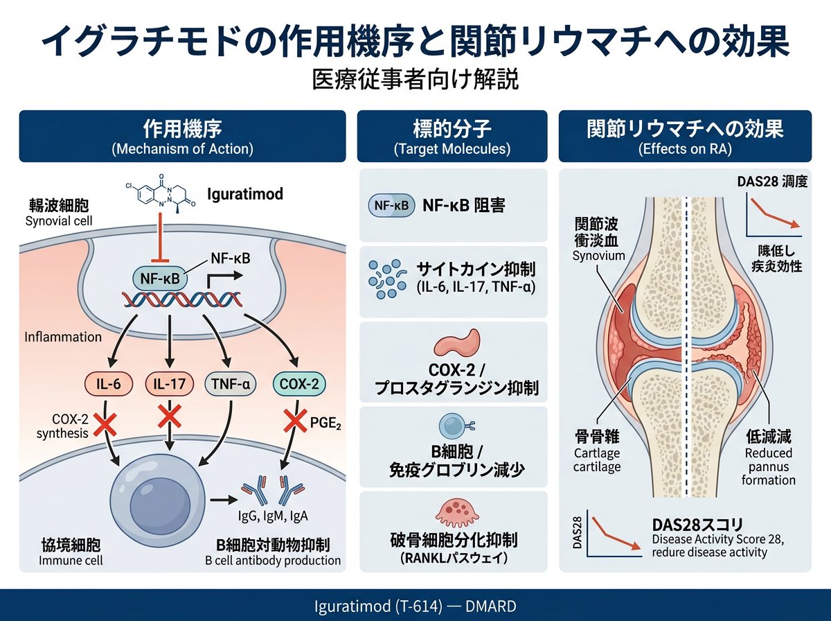イグラチモドの作用機序と関節リウマチへの効果