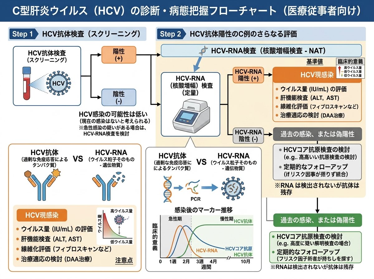 肝炎ウイルス検査HCV抗体核酸増幅検査