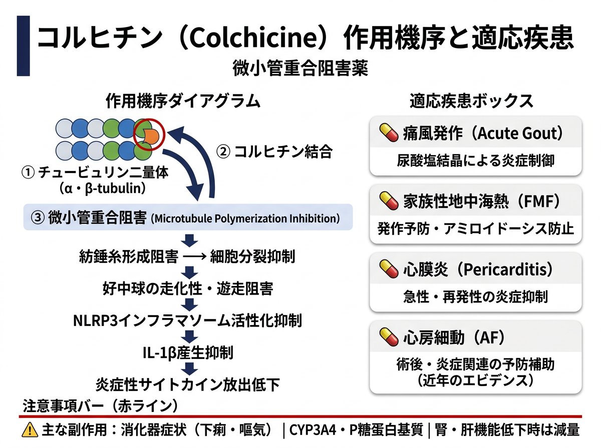 コルヒチンの作用機序と適応疾患