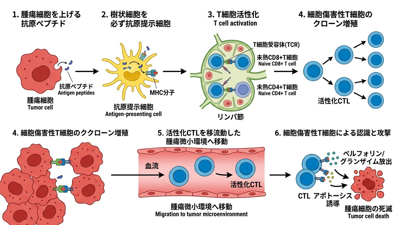 抗原ペプチドがん免疫療法メカニズム