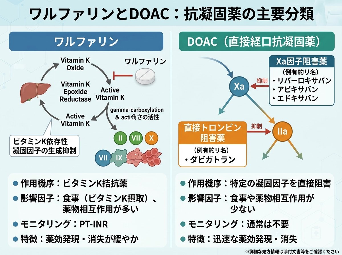 ワルファリンとDOAC：抗凝固薬の主要分類
