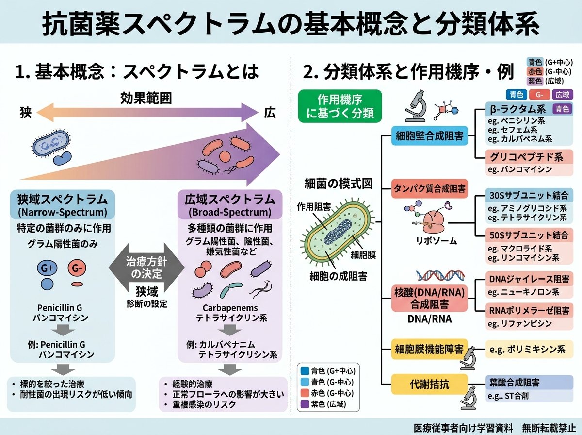 抗菌薬スペクトラムの基本概念と分類体系