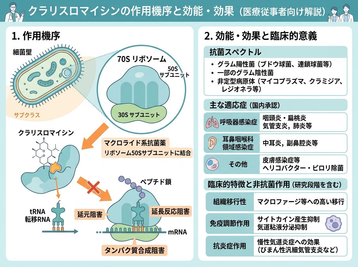 クラリスロマイシンの作用機序と効能・効果