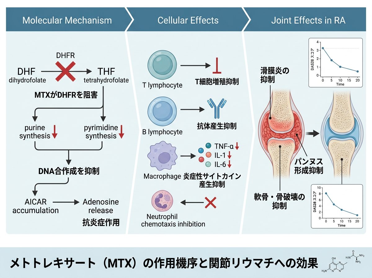 メトトレキサートの作用機序と関節リウマチへの効果