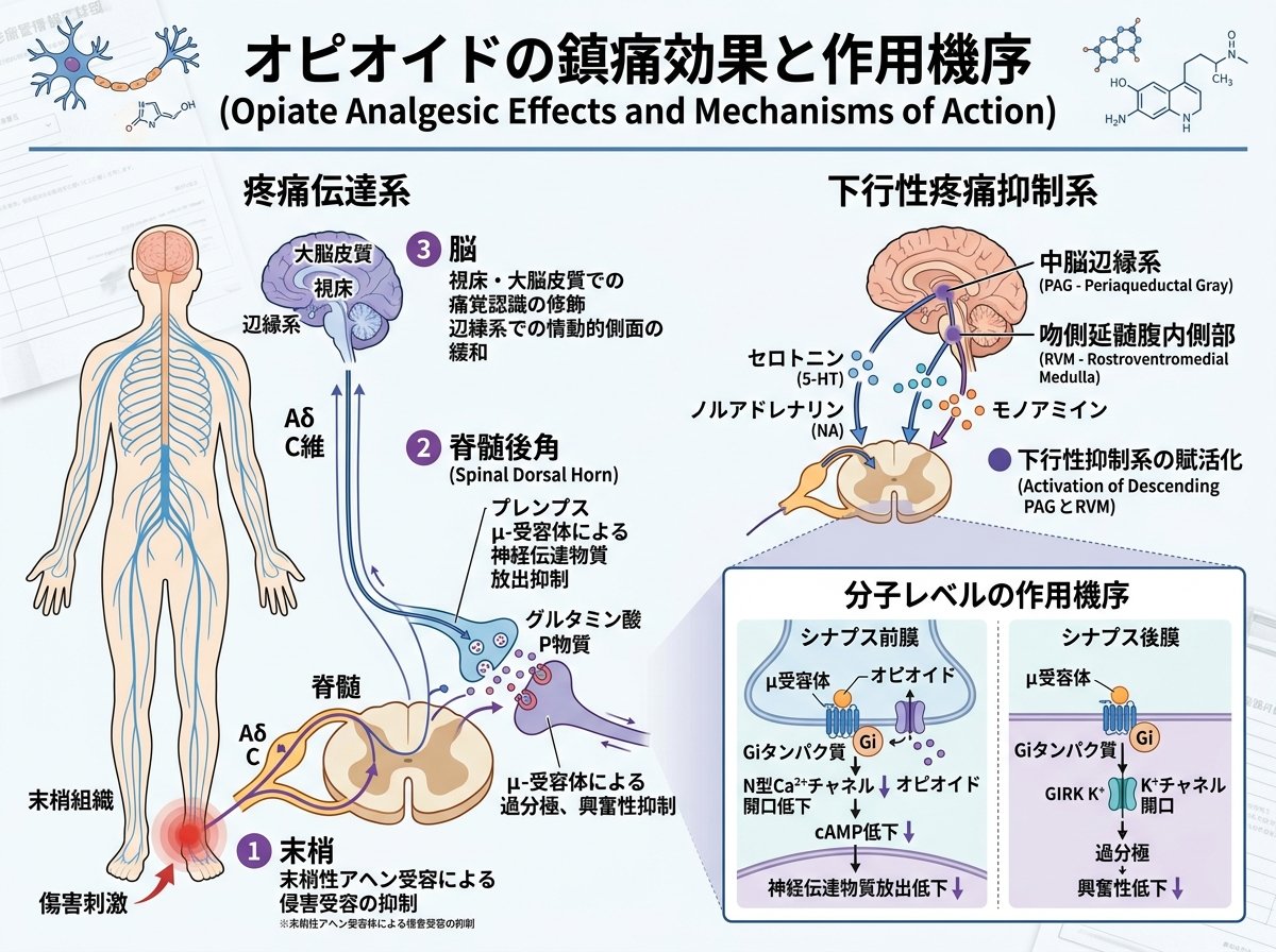 オピオイドの鎮痛効果と作用機序について