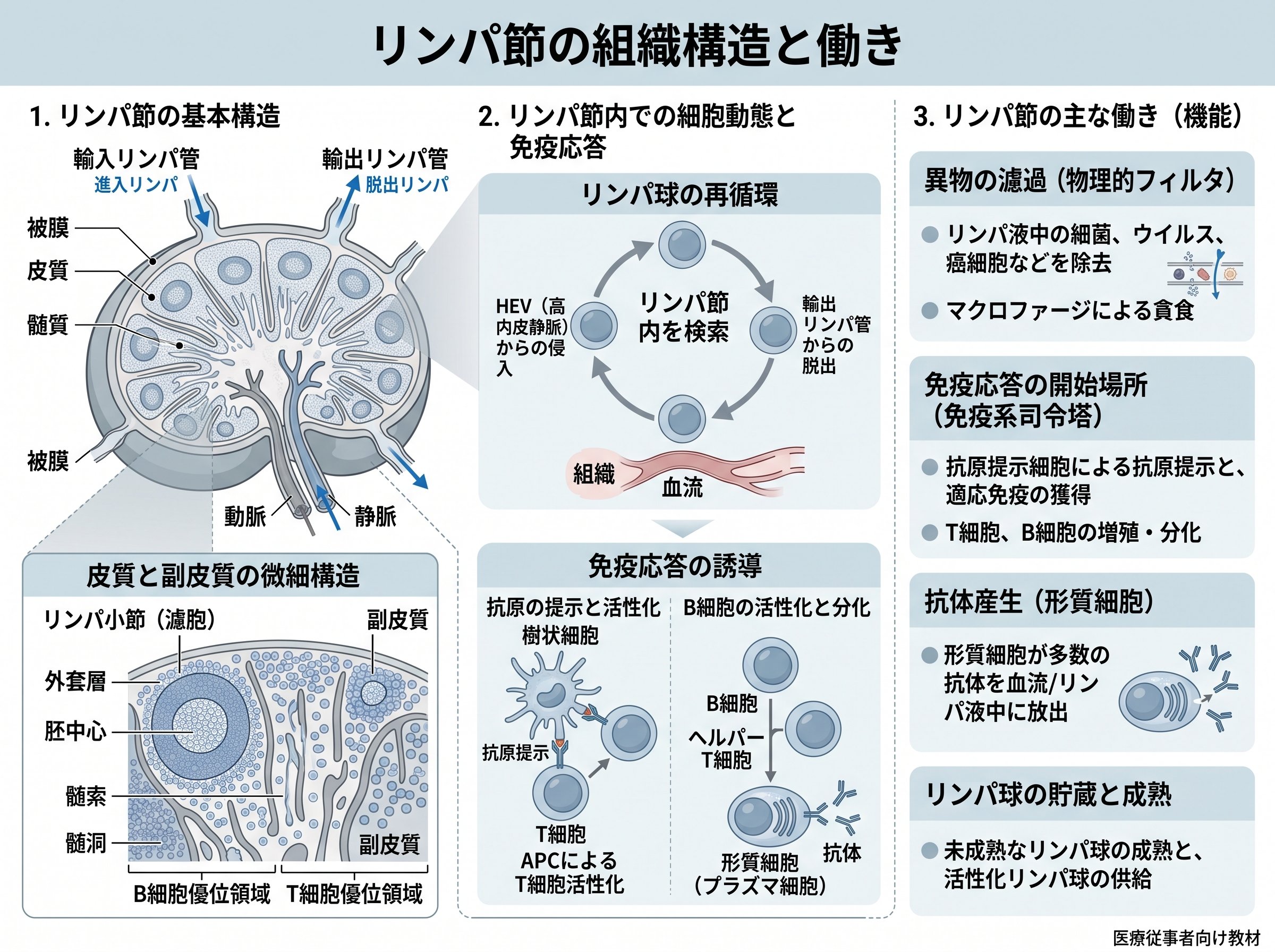 リンパ節の組織構造と働き