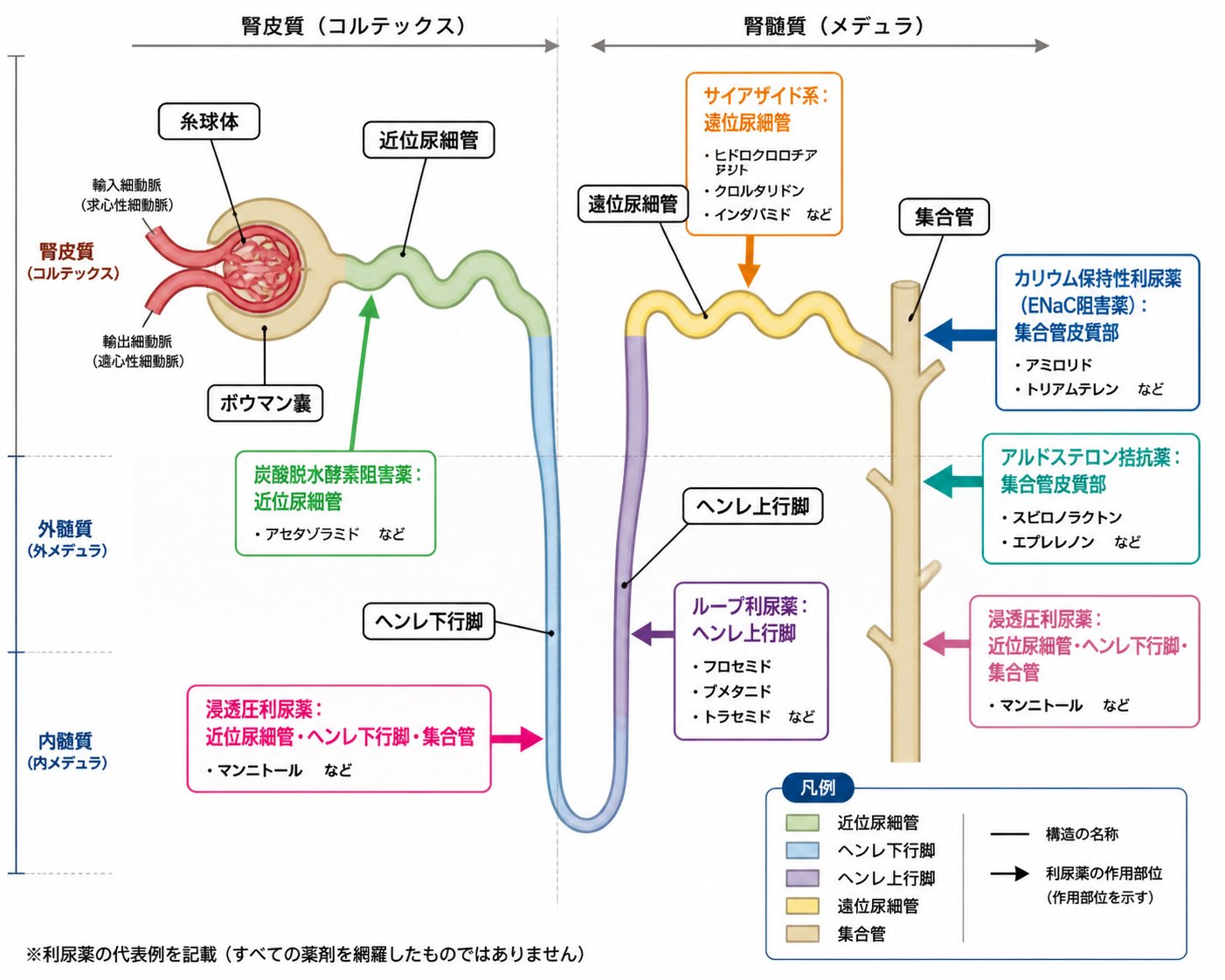 利尿薬の種類と腎臓での作用部位