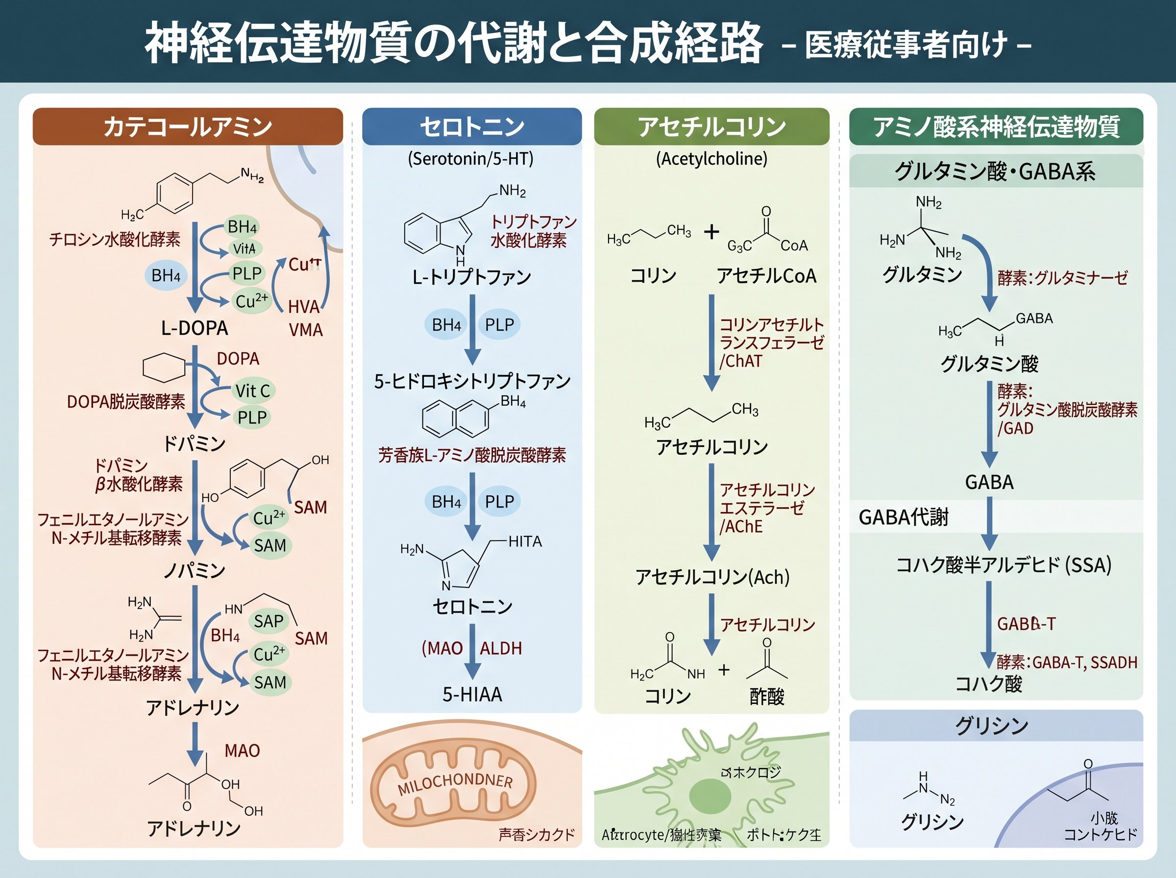 神経伝達物質の代謝と合成経路