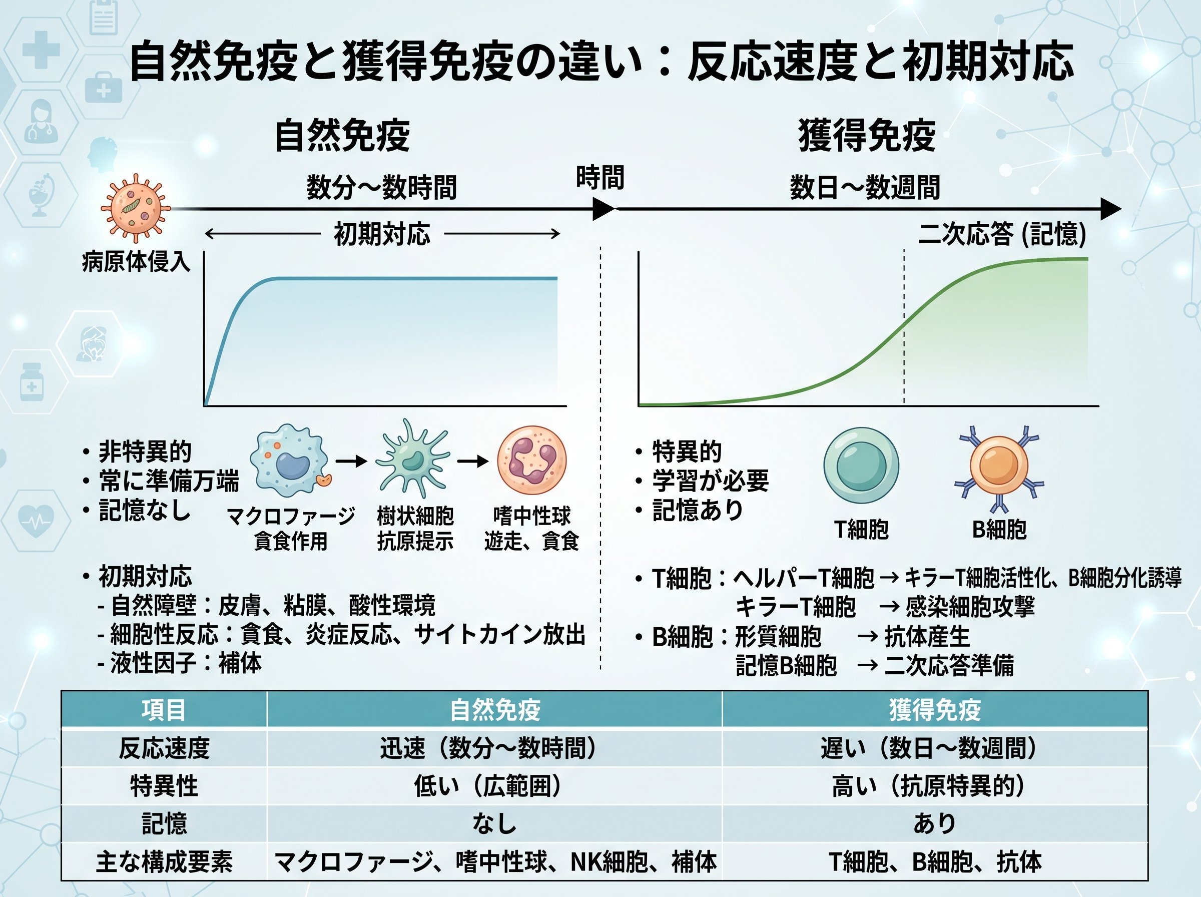 自然免疫 獲得免疫 違い 反応速度と初期対応