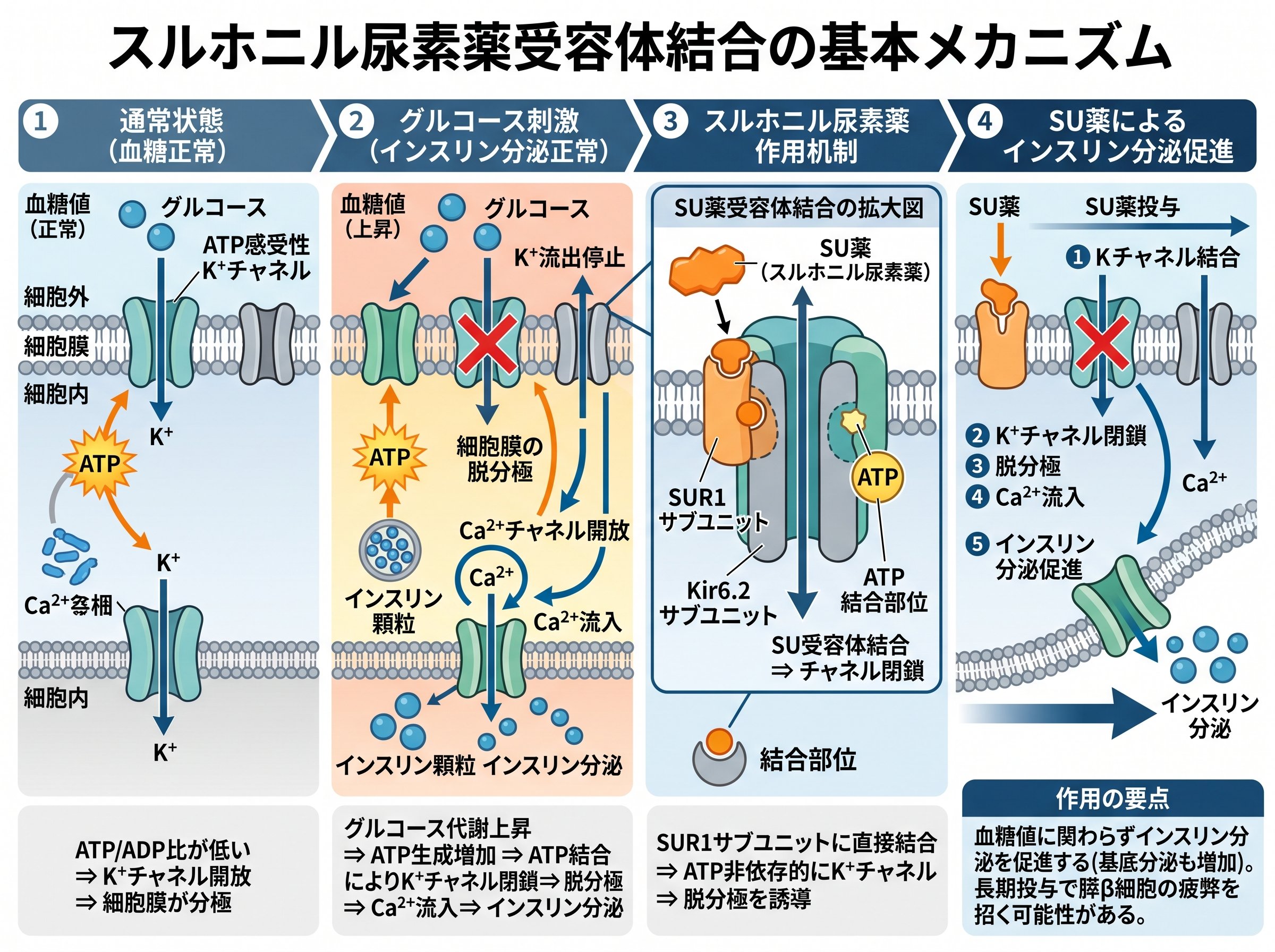 スルホニル尿素薬受容体結合の基本メカニズム