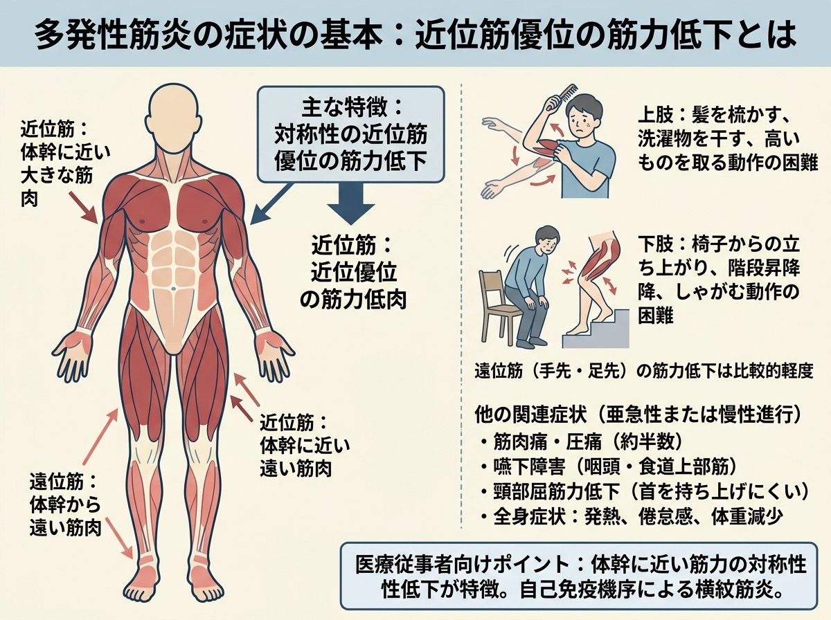 多発性筋炎の症状の基本:近位筋優位の筋力低下とは
