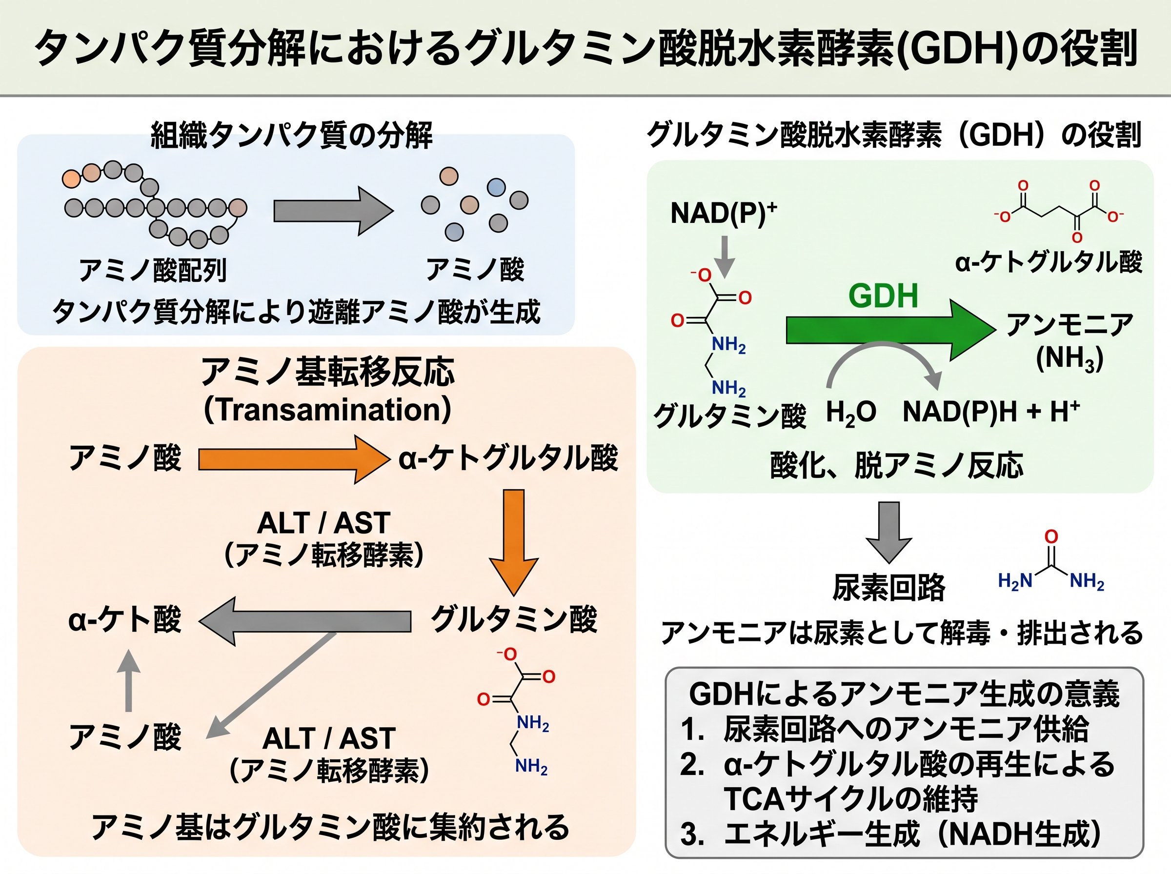 タンパク質分解におけるグルタミン酸脱水素酵素の役割