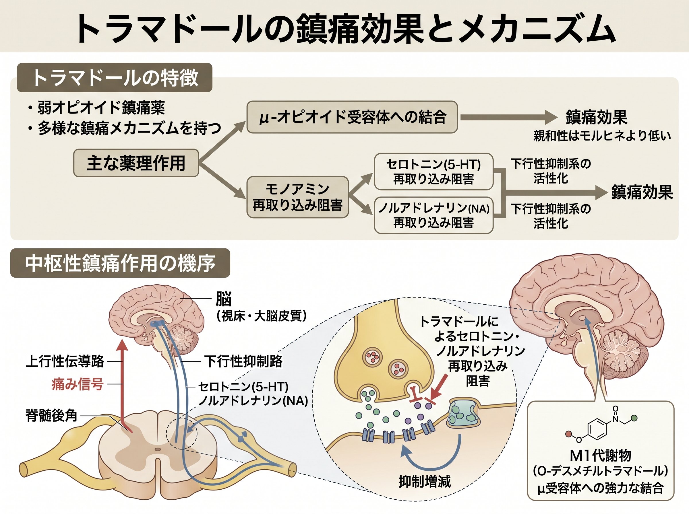 トラマドールの鎮痛効果とメカニズム