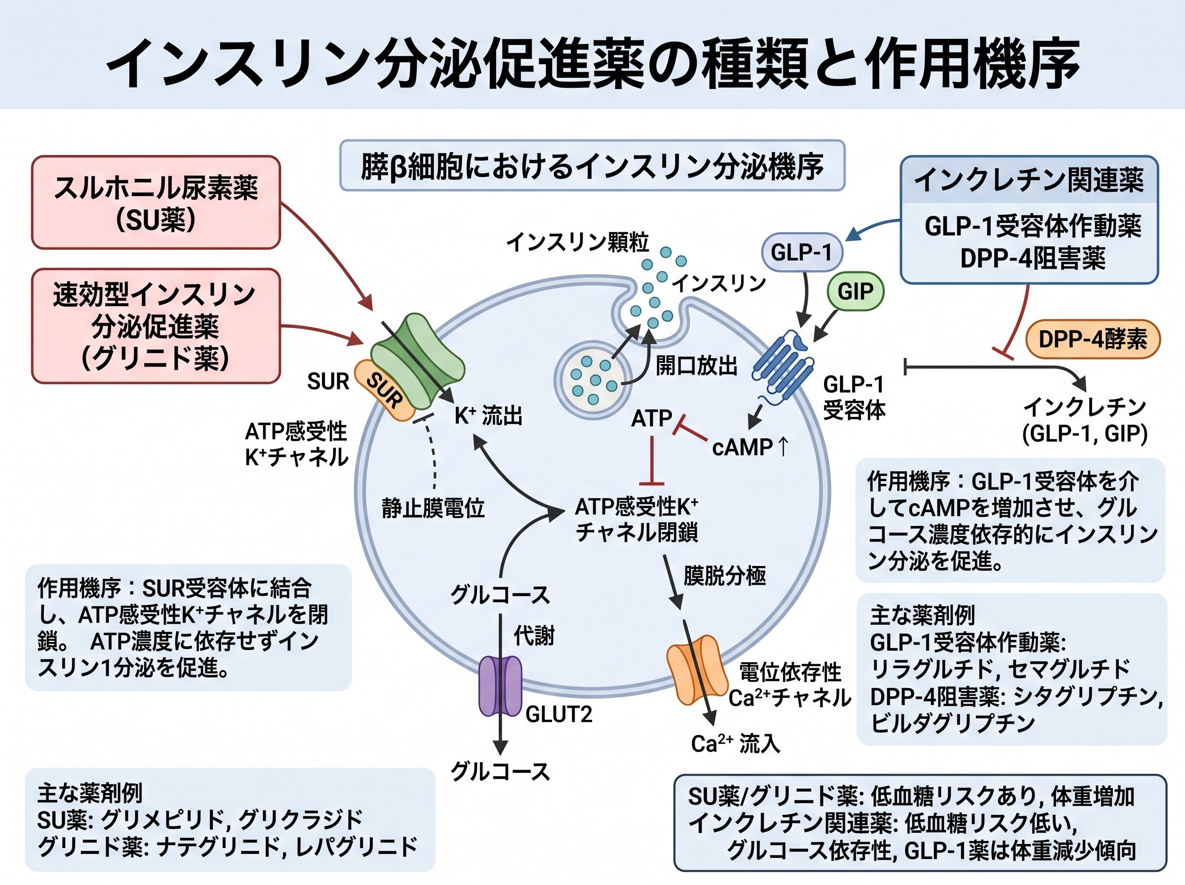 インスリン分泌促進薬の種類と作用機序