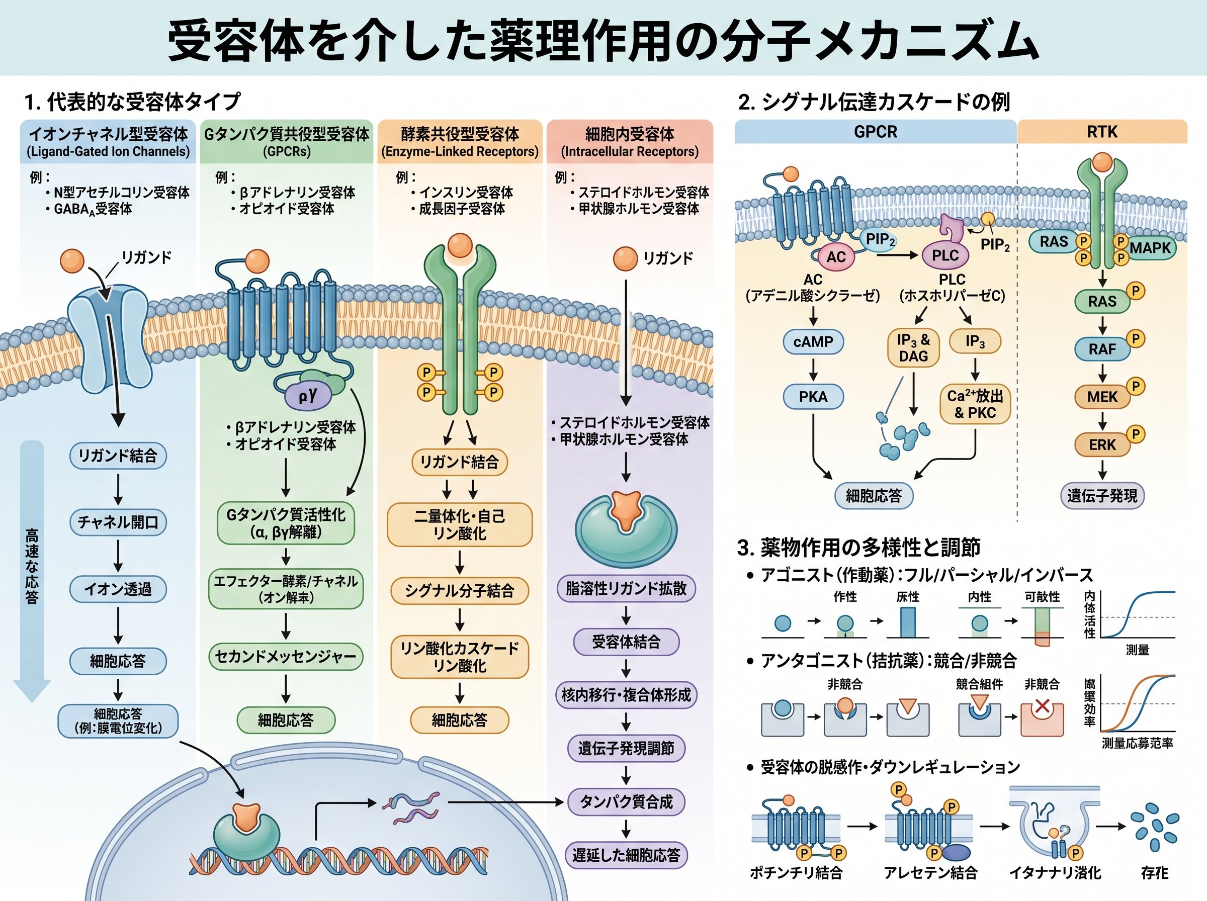 受容体を介した薬理作用の分子メカニズム